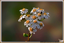 Camomille du Piemont